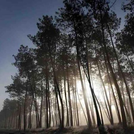Chez Floflo Villa Rion-Des-Landes Eksteriør billede